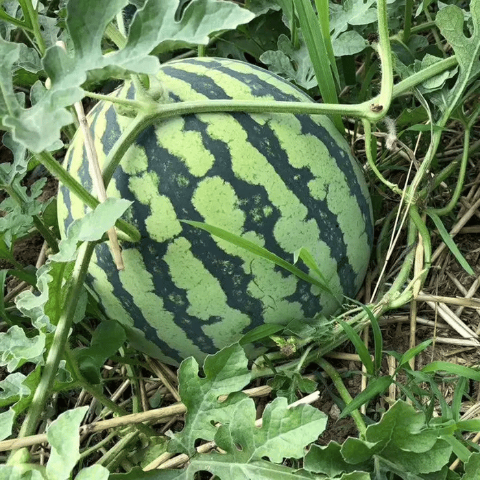 🍉50/100PCS Heirloom Non-GMO Watermelon Seeds – Easy-Grow “Lazy Man” Variety, Sweet & Nutritious, Replant Every Year🌱